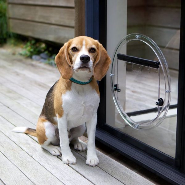 dog standing next to a sliding glass doggy door in a home in New Gisborne