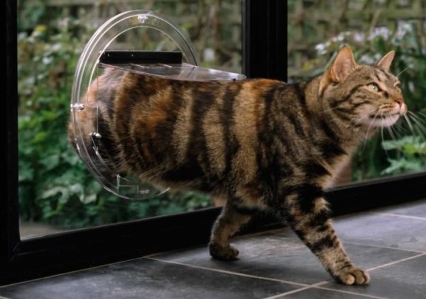 cat walking through a cat door in glass in a home in Woodend